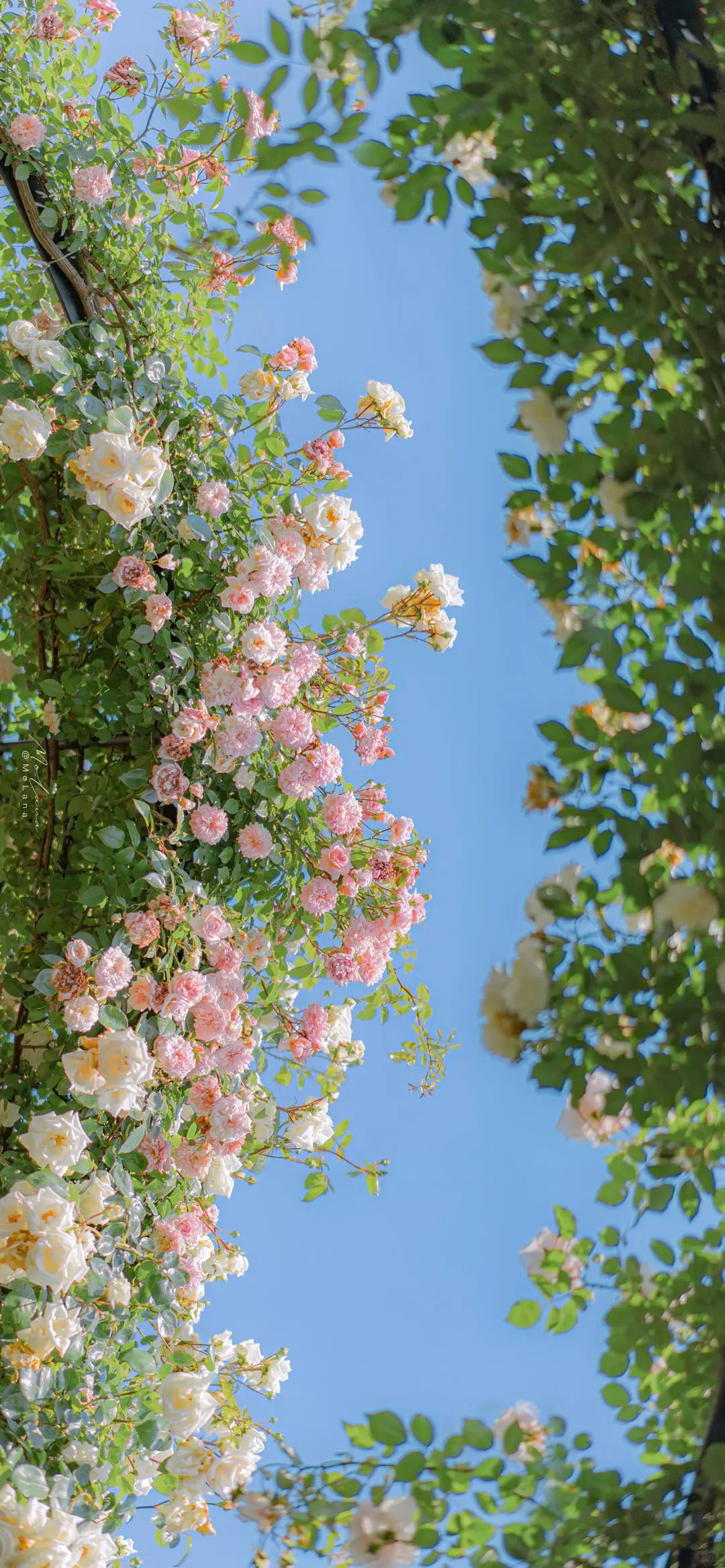 Share|🌷春日来信💐