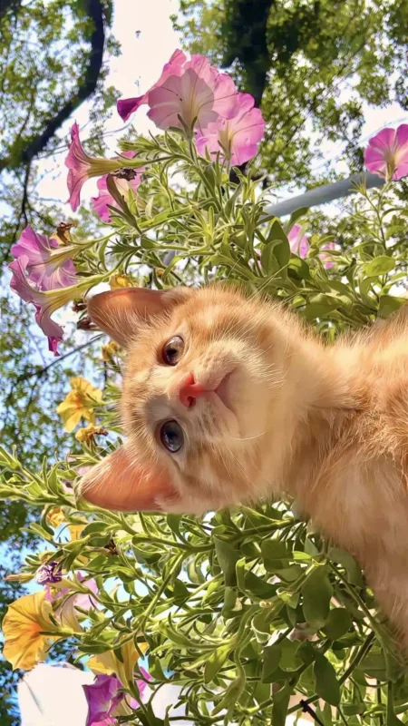 Share｜🌷春日来信💐-沐光橙香测试站点