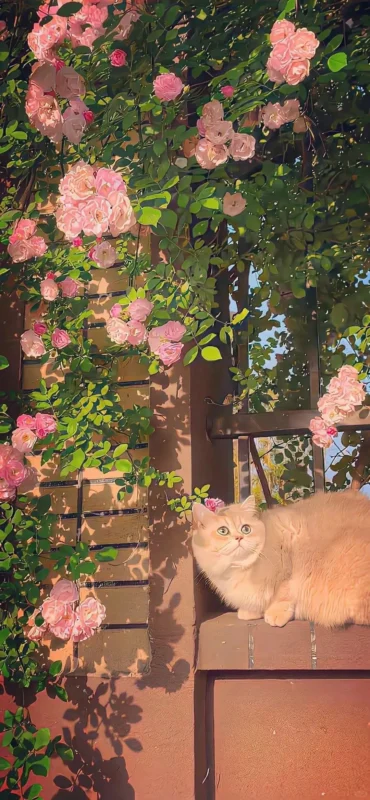 Share｜🌷春日来信💐-沐光橙香测试站点