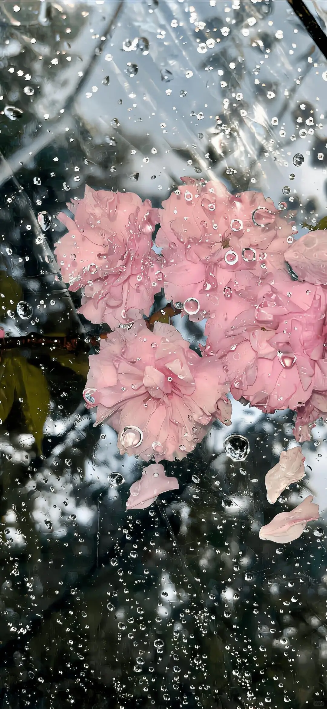 Share|🌷春日来信💐
